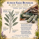 4-Inch Sage Bundles