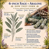 Smudge Kit: Sage (6-Inch) + Abalone Shell