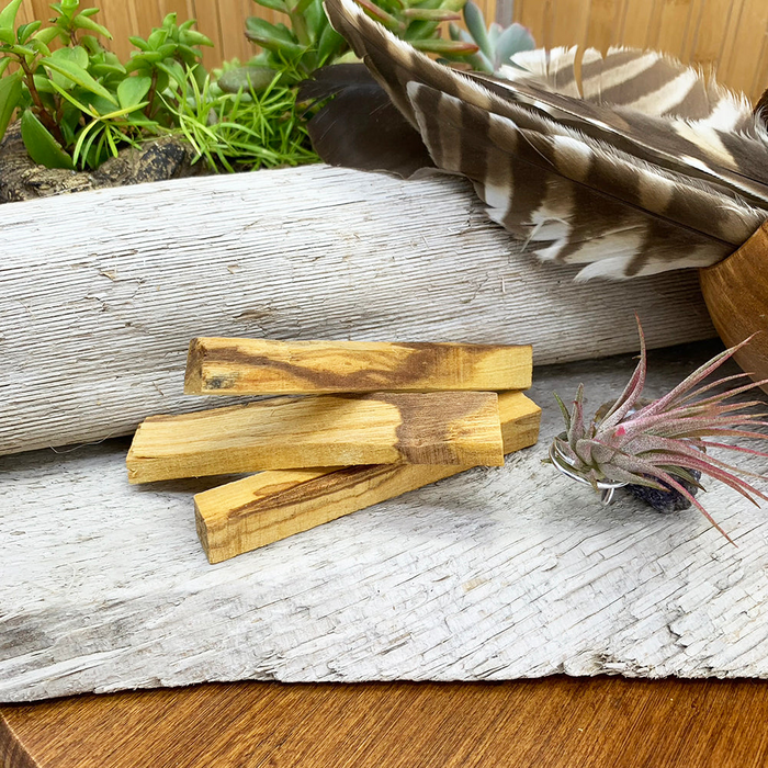 Three palo santo sticks resting on driftwood beside an air plant
