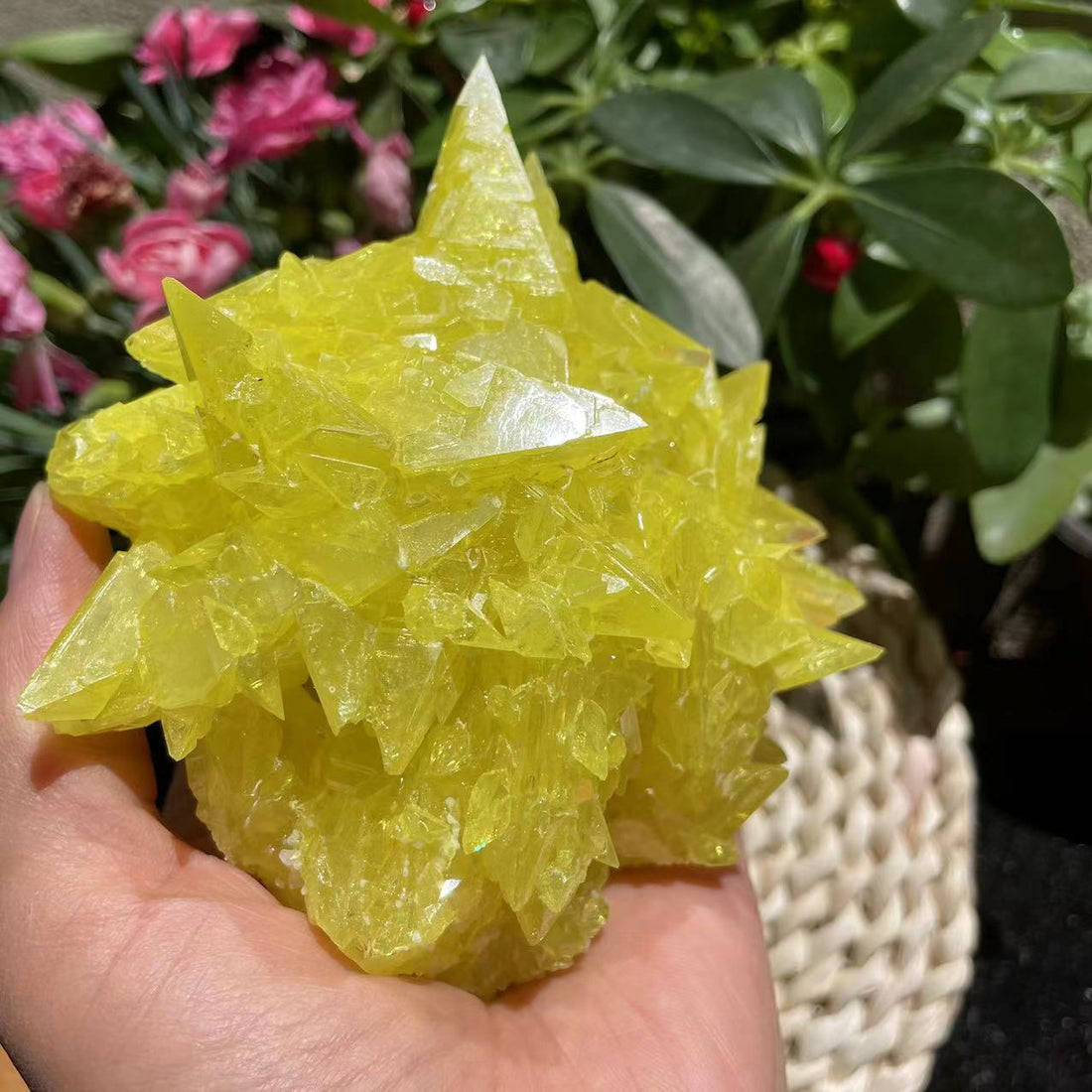 The bright yellow sulfur crystal cluster held in an open palm, covered in sharp glassy crystal points