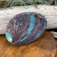 Abalone Shell