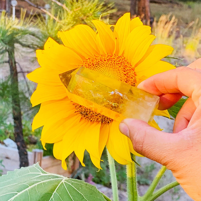 A golden citrine point held in front of a sunflower