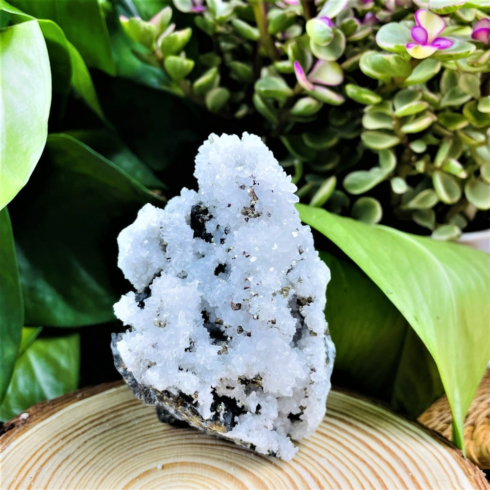 The quartz and pyrite cluster standing on a wooden slice among green houseplants